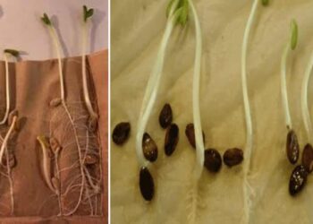 घरच्या घरी पहा बियाण्याची उगवणक्षमता…!!