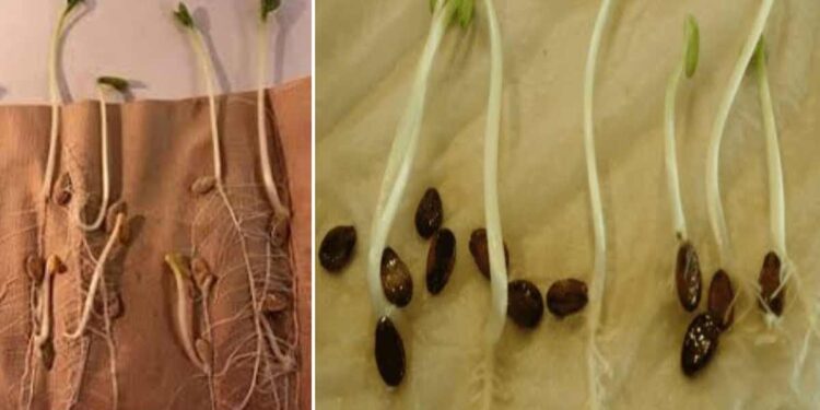 घरच्या घरी पहा बियाण्याची उगवणक्षमता…!!
