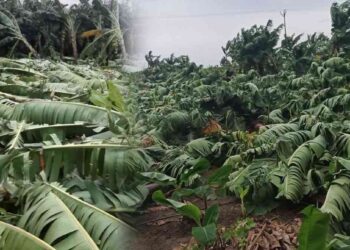 रावेर तालुक्यात वादळी वाऱ्यामुळे केळी पिकाचे मोठे नुकसान; प्रशासनाकडून तत्काळ पंचनामे सुरू