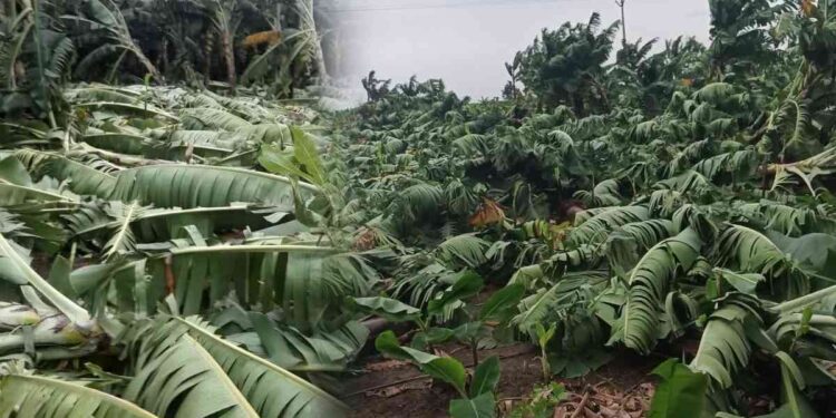 रावेर तालुक्यात वादळी वाऱ्यामुळे केळी पिकाचे मोठे नुकसान; प्रशासनाकडून तत्काळ पंचनामे सुरू