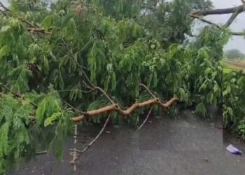 दुर्दैवी ! वैद्यकीय उपचारासाठी आईला नेताना मोटारसायकलवर झाड कोसळलं ; आईसह मुलाचा मृत्यू