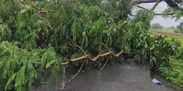 दुर्दैवी ! वैद्यकीय उपचारासाठी आईला नेताना मोटारसायकलवर झाड कोसळलं ; आईसह मुलाचा मृत्यू