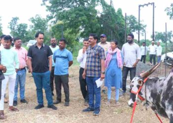 टोळी खुर्द येथे जिल्हाधिकारी आयुष प्रसाद यांची लंपी बाधित वळूच्या गोठ्याला भेट