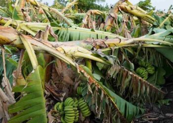 चक्रीवादळामुळे हजार हेक्टरवरील केळीचे नुकसान ; शेतकऱ्यांकडून तात्काळ मदतीची मागणी