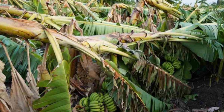 चक्रीवादळामुळे हजार हेक्टरवरील केळीचे नुकसान ; शेतकऱ्यांकडून तात्काळ मदतीची मागणी