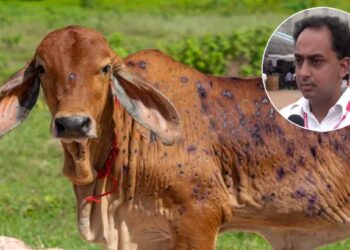 लंम्पीचा प्रादुर्भाव रोखण्यासाठी जिल्हाधिकाऱ्यांचे प्रतिबंधात्मक आदेश जारी; काय आहे वाचा..