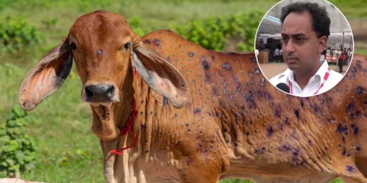 लंम्पीचा प्रादुर्भाव रोखण्यासाठी जिल्हाधिकाऱ्यांचे प्रतिबंधात्मक आदेश जारी; काय आहे वाचा..