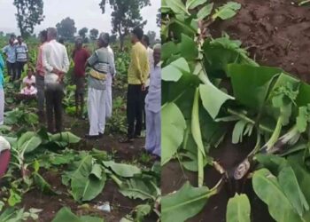 साडेतीन हजार केळीचे खोड कापून फेकले; शेतकऱ्याचे लाखो रुपयांचे नुकसान