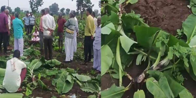 साडेतीन हजार केळीचे खोड कापून फेकले; शेतकऱ्याचे लाखो रुपयांचे नुकसान