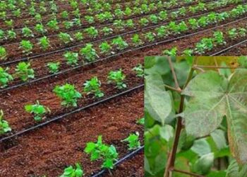 महिनाभराच्या कापसावर लाल्या रोगाचा प्रादुर्भाव ; शेतकरी संकटात