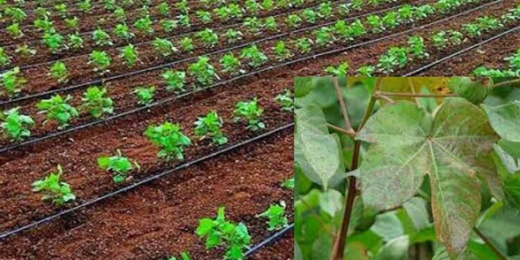 महिनाभराच्या कापसावर लाल्या रोगाचा प्रादुर्भाव ; शेतकरी संकटात