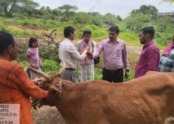 जळगाव जिल्ह्यात लंम्पी प्रतिबंधासाठी उपाययोजना सुरु