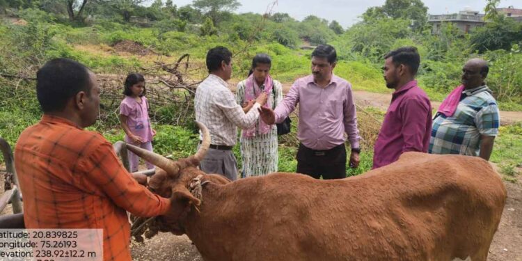 जळगाव जिल्ह्यात लंम्पी प्रतिबंधासाठी उपाययोजना सुरु