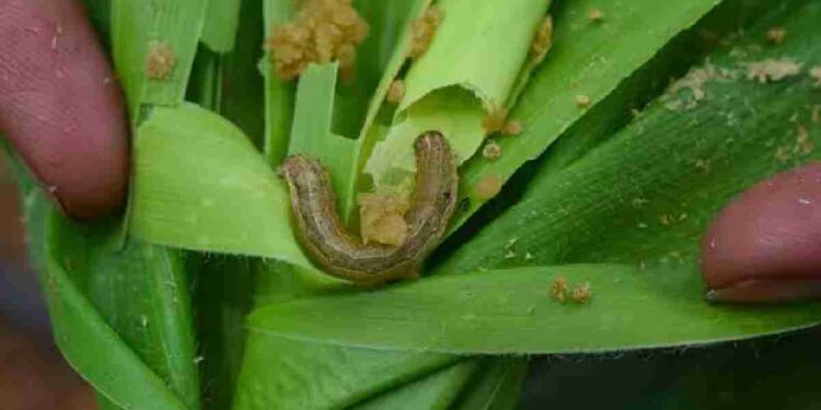 मक्यावर अमेरिकन लष्करी अळीचा प्रादुर्भाव : कृषी विभागाकडून एकात्मिक व्यवस्थापनाचे आवाहन