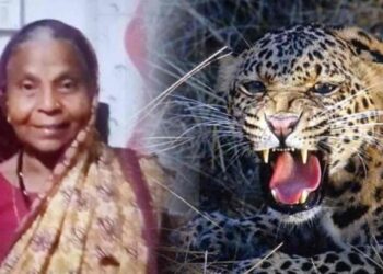 वृद्ध महिलेचा बिबट्याच्या हल्ल्यात मृत्यू ; जळगावमधील खळबळजनक घटना