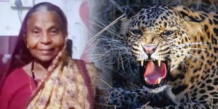 वृद्ध महिलेचा बिबट्याच्या हल्ल्यात मृत्यू ; जळगावमधील खळबळजनक घटना