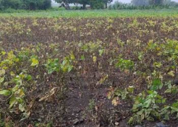 पीक काढणीवर पाऊस थांबेना ! जळगावमध्ये सततच्या पावसाचा उडीद पिकाला फटका