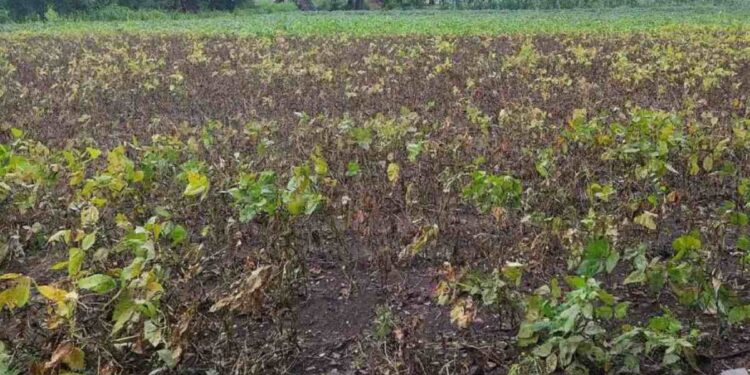 पीक काढणीवर पाऊस थांबेना ! जळगावमध्ये सततच्या पावसाचा उडीद पिकाला फटका