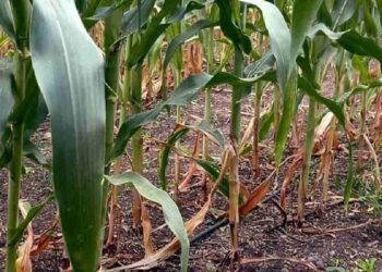 जळगाव जिल्ह्यात मक्यावर करपाचा प्रादुर्भाव ; शेतकरी धास्तावले