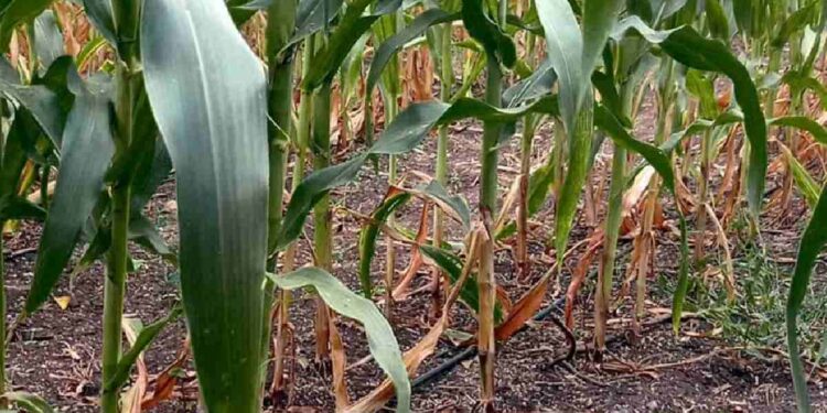 जळगाव जिल्ह्यात मक्यावर करपाचा प्रादुर्भाव ; शेतकरी धास्तावले