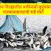 जळगाव जिल्ह्यातील आदिवासी कुटुंबांसाठी मत्स्यव्यवसायाची नवी संधी