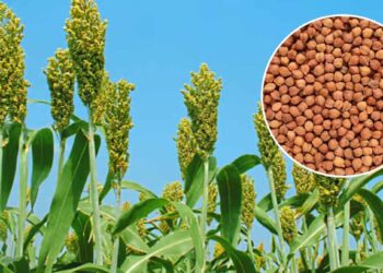 रब्बी हंगामात हरभरा-ज्वारी प्रात्यक्षिक कार्यक्रम ; शेतकरी गटांना ऑनलाईन अर्ज करण्याचे आवाहन