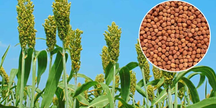 रब्बी हंगामात हरभरा-ज्वारी प्रात्यक्षिक कार्यक्रम ; शेतकरी गटांना ऑनलाईन अर्ज करण्याचे आवाहन