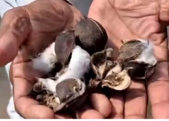 जळगावात अतिवृष्टीचा सर्वाधिक कपाशीला फटका; यंदा दिवाळी कशी साजरी करावी?