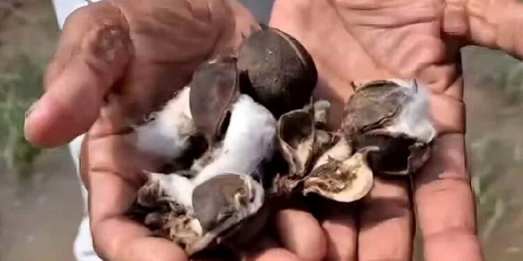 जळगावात अतिवृष्टीचा सर्वाधिक कपाशीला फटका; यंदा दिवाळी कशी साजरी करावी?