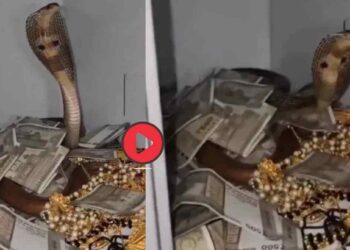 बापरे! पैसे-दागिन्यांनी भरलेल्या तिजोरी शिरला विषारी कोब्रा ; पुढे जे घडलं ते पाहून थरकाप उडेल
