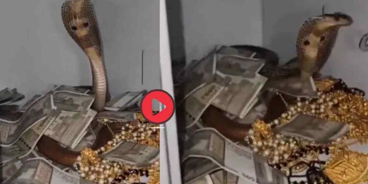 बापरे! पैसे-दागिन्यांनी भरलेल्या तिजोरी शिरला विषारी कोब्रा ; पुढे जे घडलं ते पाहून थरकाप उडेल