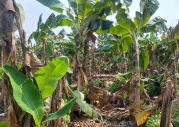 धुळ्यात अवकाळीचा तडाखा ; हजारो हेक्टरवरील पिकाचे नुकसान, शेतकरी संकटात