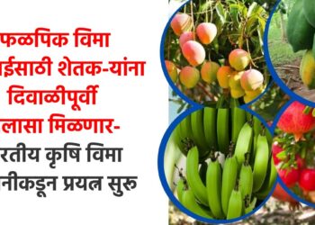 फळपिक विमा भरपाईसाठी शेतक-यांना दिवाळीपूर्वी दिलासा मिळणार- भारतीय कृषि विमा कंपनीकडून प्रयत्न सुरू