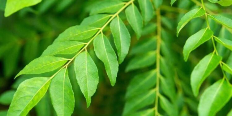 रोज सकाळी कढीपत्त्याची तीन पाने खा ! आरोग्यास मिळतील हे अगणित लाभ?