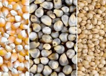 यंदाच्या खरीप हंगामसाठी जळगाव जिल्ह्यात 17 भरडधान्य खरेदी केंद्रांना मंजुरी