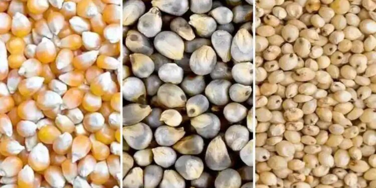 यंदाच्या खरीप हंगामसाठी जळगाव जिल्ह्यात 17 भरडधान्य खरेदी केंद्रांना मंजुरी