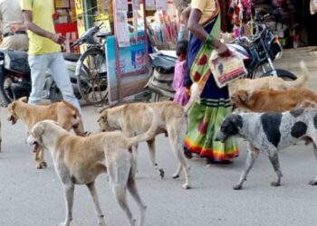 भटक्या कुत्र्यांना पकडा अन्… ; विधानसभेत भाजप आमदाराचे धक्कादायक वक्तव्य