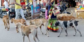 भटक्या कुत्र्यांना पकडा अन्… ; विधानसभेत भाजप आमदाराचे धक्कादायक वक्तव्य