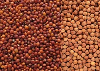 हंगाम २०२५-२०२६ मधील तूर, हरभरा (चना) हमीभाव खरेदीला सुरुवात