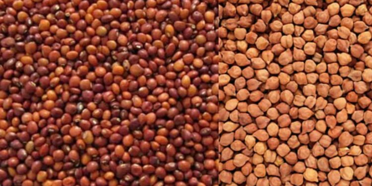 हंगाम २०२५-२०२६ मधील तूर, हरभरा (चना) हमीभाव खरेदीला सुरुवात