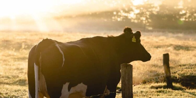 ‘एल निनो’च्या पार्श्वभूमीवर पशुसंवर्धन विभागाची सज्जता; उष्णलहरींचा धोका लक्षात घेऊन पशुधन संरक्षणासाठी उपाययोजना