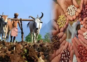 चोपड्यात लाखो रुपयांचा प्रतिबंधित कापूस बियाण्यांचा साठा जप्त