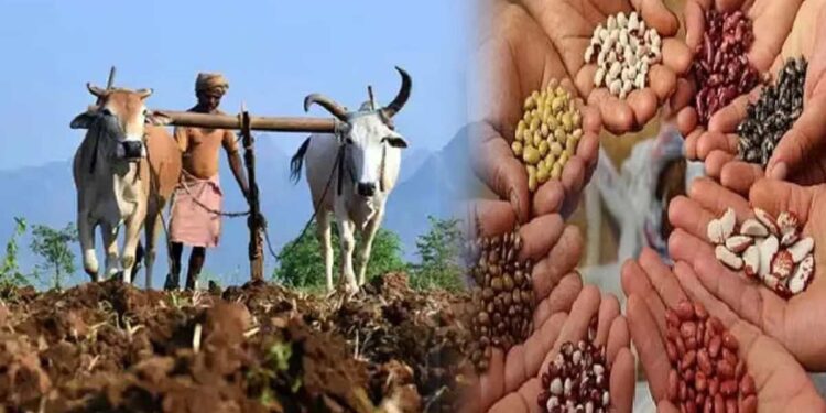 चोपड्यात लाखो रुपयांचा प्रतिबंधित कापूस बियाण्यांचा साठा जप्त