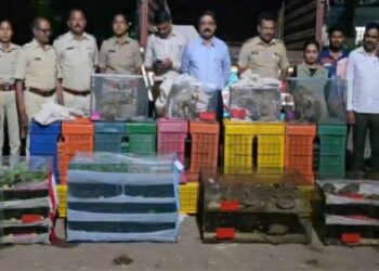 ‘पुष्पा’ स्टाईलने वन्य प्राण्यांची तस्करी उधळली; नंदुरबार पोलिसांची धडक कारवाई, लाखोंचा मुद्देमाल जप्त
