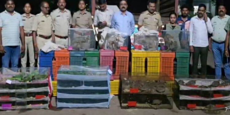 ‘पुष्पा’ स्टाईलने वन्य प्राण्यांची तस्करी उधळली; नंदुरबार पोलिसांची धडक कारवाई, लाखोंचा मुद्देमाल जप्त