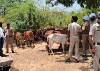 बकरी ईदपूर्वी जामनेरात पोलिसांची धडक कारवाई; ६५ जनावरांची सुटका, पशुतस्करांचे धाबे दणाणले