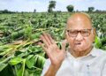 जळगावातील नुकसानग्रस्त केळी उत्पादकांच्या मदतीसाठी शरद पवार सरसावले; प्रशासनाला दिले ‘हे’ आदेश.