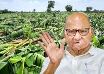 जळगावातील नुकसानग्रस्त केळी उत्पादकांच्या मदतीसाठी शरद पवार सरसावले; प्रशासनाला दिले ‘हे’ आदेश.