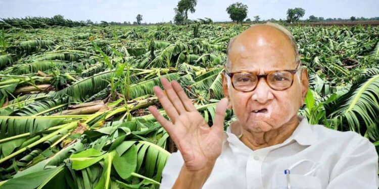 जळगावातील नुकसानग्रस्त केळी उत्पादकांच्या मदतीसाठी शरद पवार सरसावले; प्रशासनाला दिले ‘हे’ आदेश.
