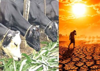 ‘एल निनो’च्या पार्श्वभूमीवर पशुपालकांनी चारा नियोजनाकडे विशेष लक्ष द्यावे- आयुक्त पशुसंवर्धन डॉ. किरण पाटील यांचे आवाहन
